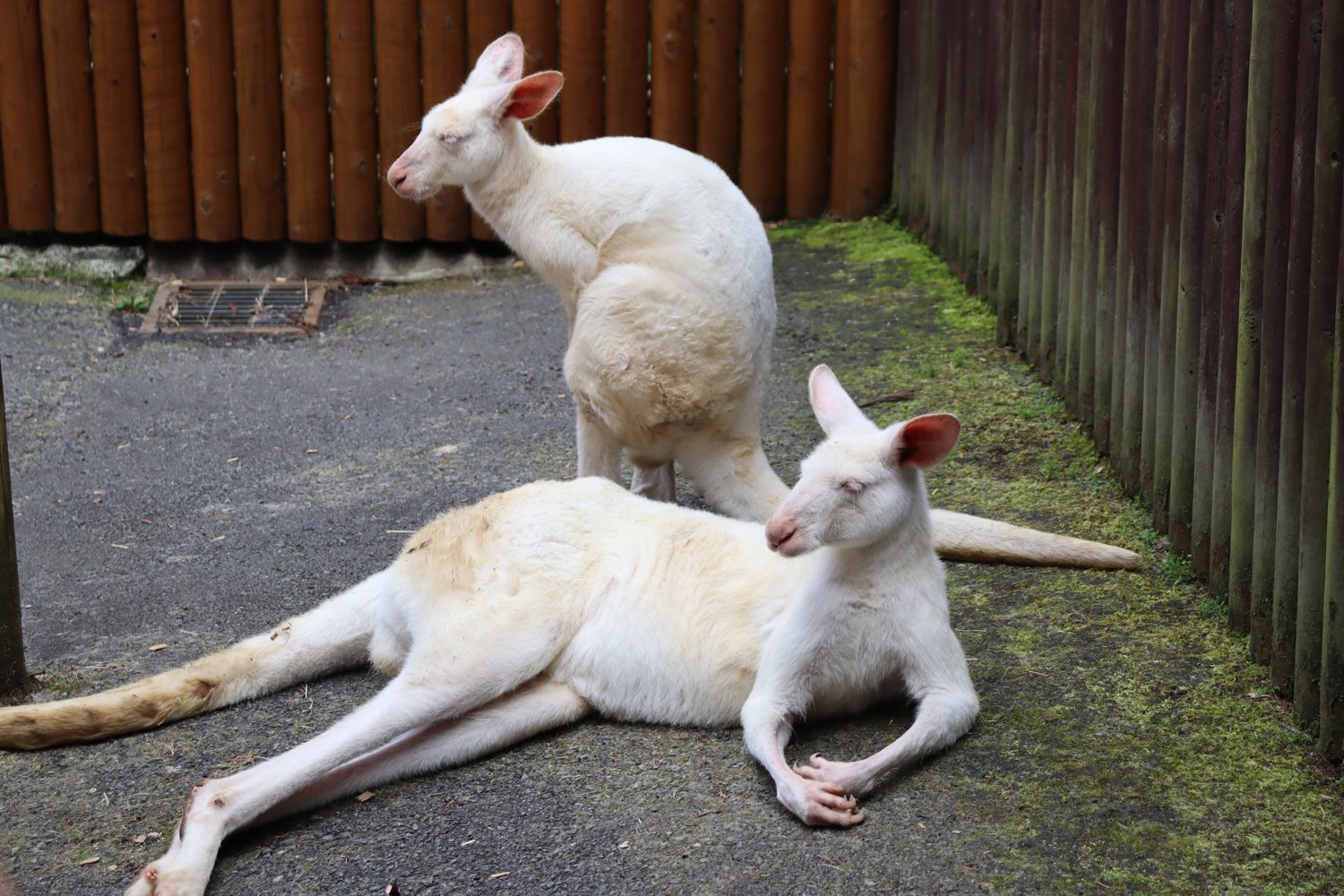 ふれあいゾーンの白いカンガルー